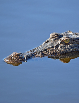Alligator