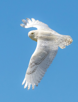 Snowy owl