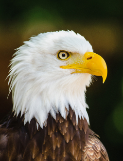 Bald eagle