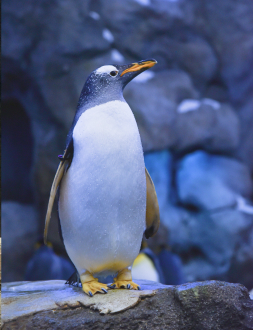 Penguin