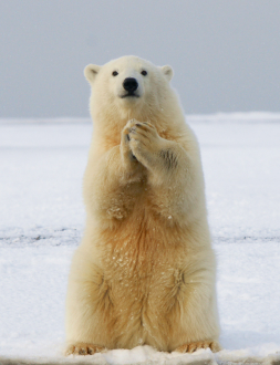 Polar bear