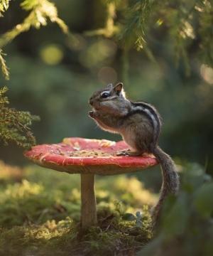 Chipmunk